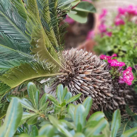 Bed & Breakfast Signora Irma Margherita Di Savoia